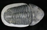 Large Drotops Trilobite #18571-2